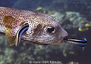 Porcupinefish
first in - first out, fish logistic
Bunak... by Hans-Gert Broeder 